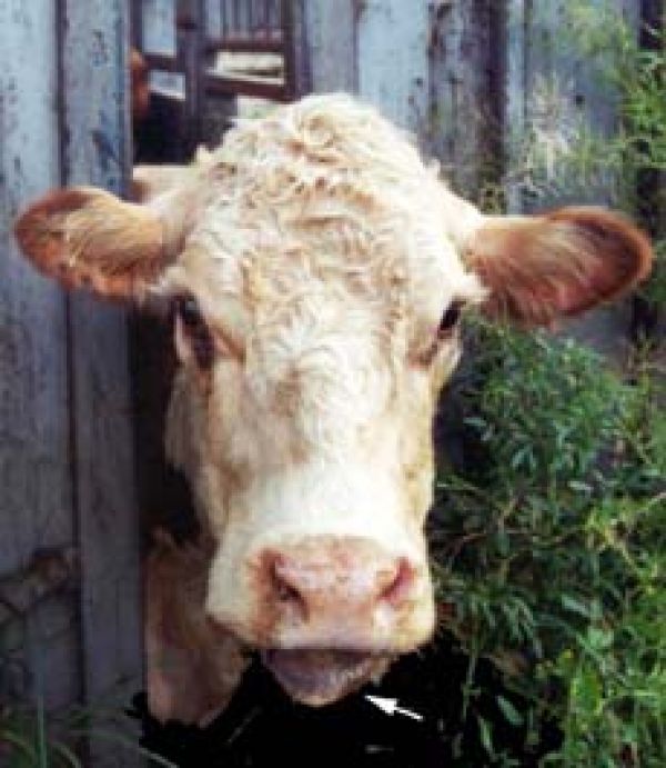 wooden tongue cow dpi photo
